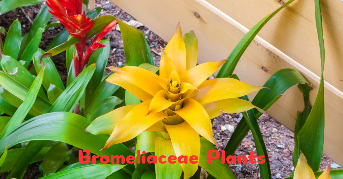 Bromeliaceae Plants