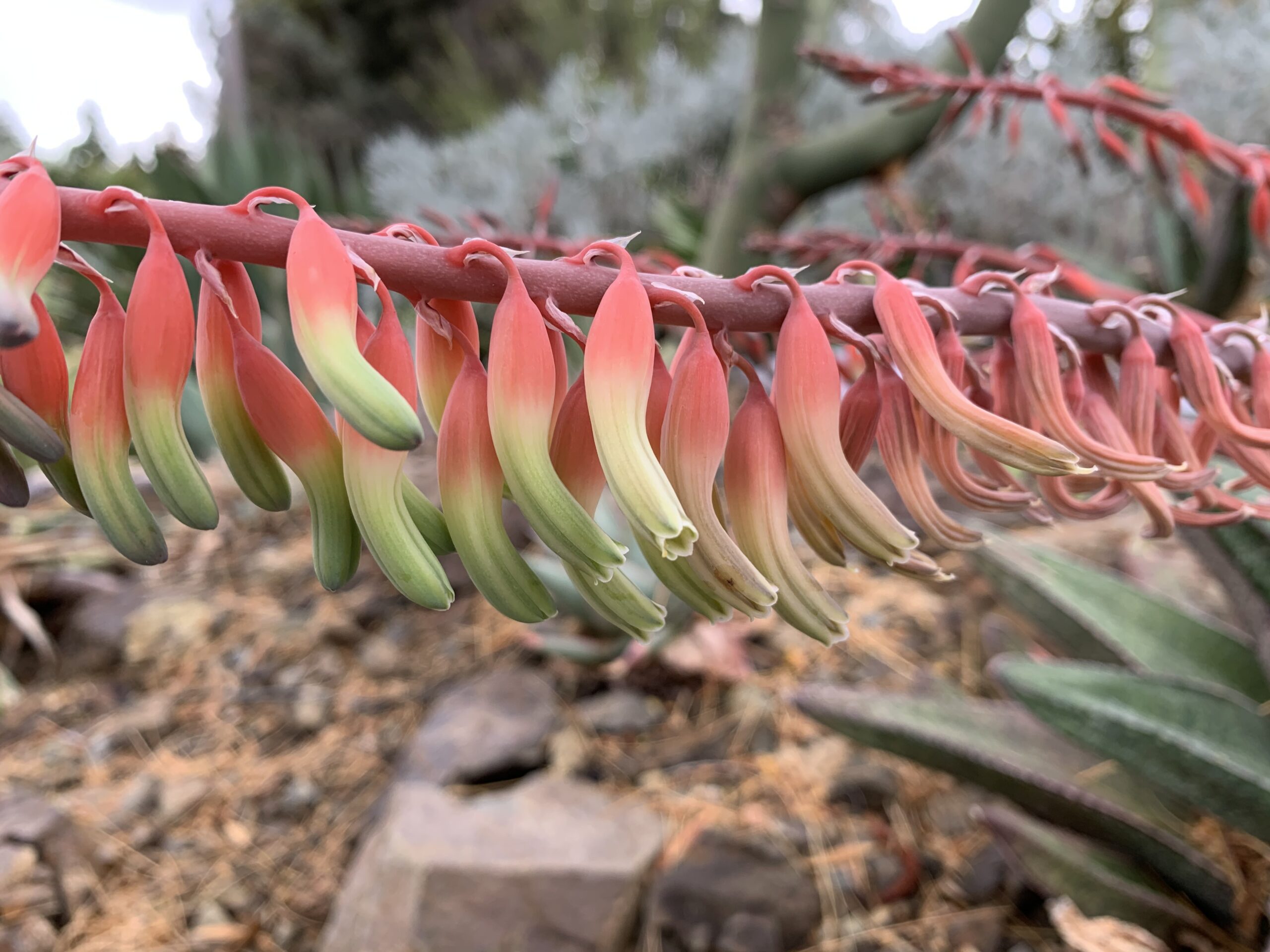 Ox Tongue Plant