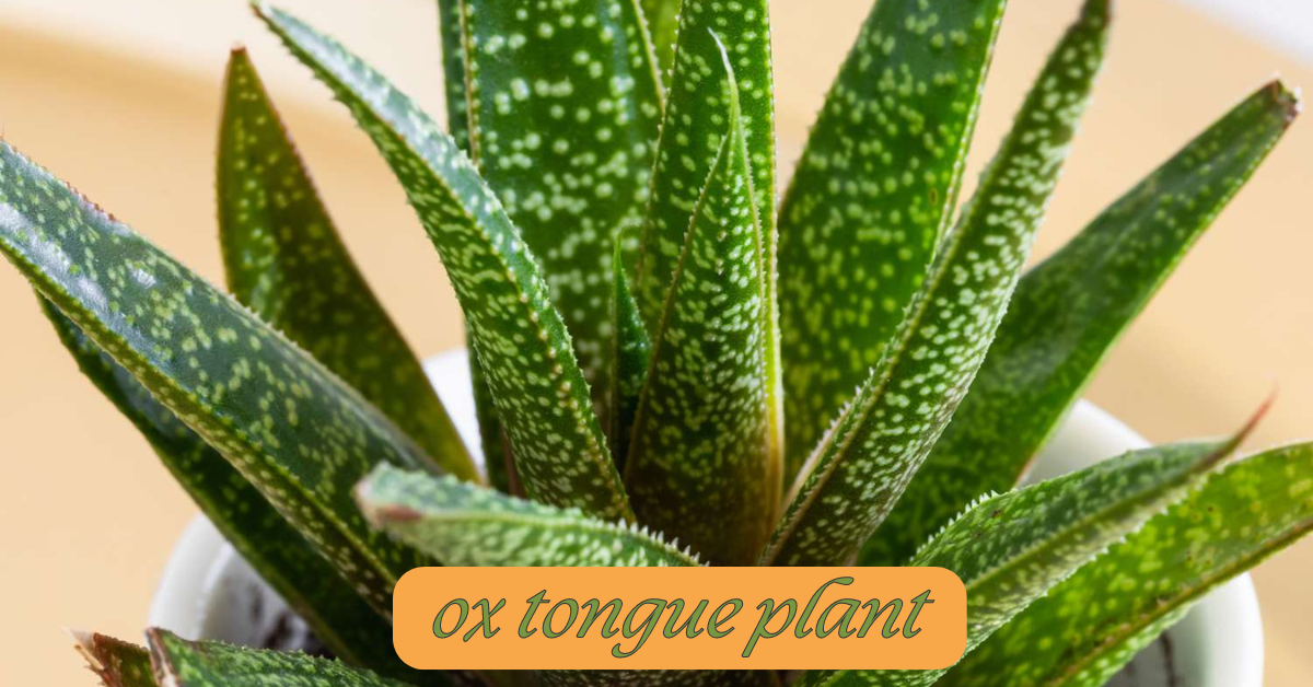 Ox Tongue Plant