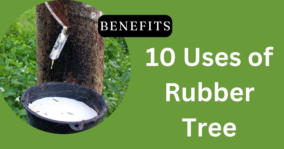 10 Uses of Rubber Tree: Benefits