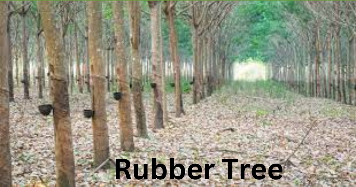 10 Uses of Rubber Tree