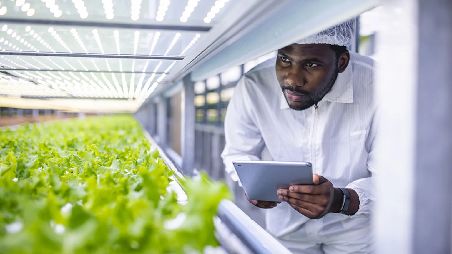 Why is the Baobab Value Chain Important for Sustainable Agriculture?