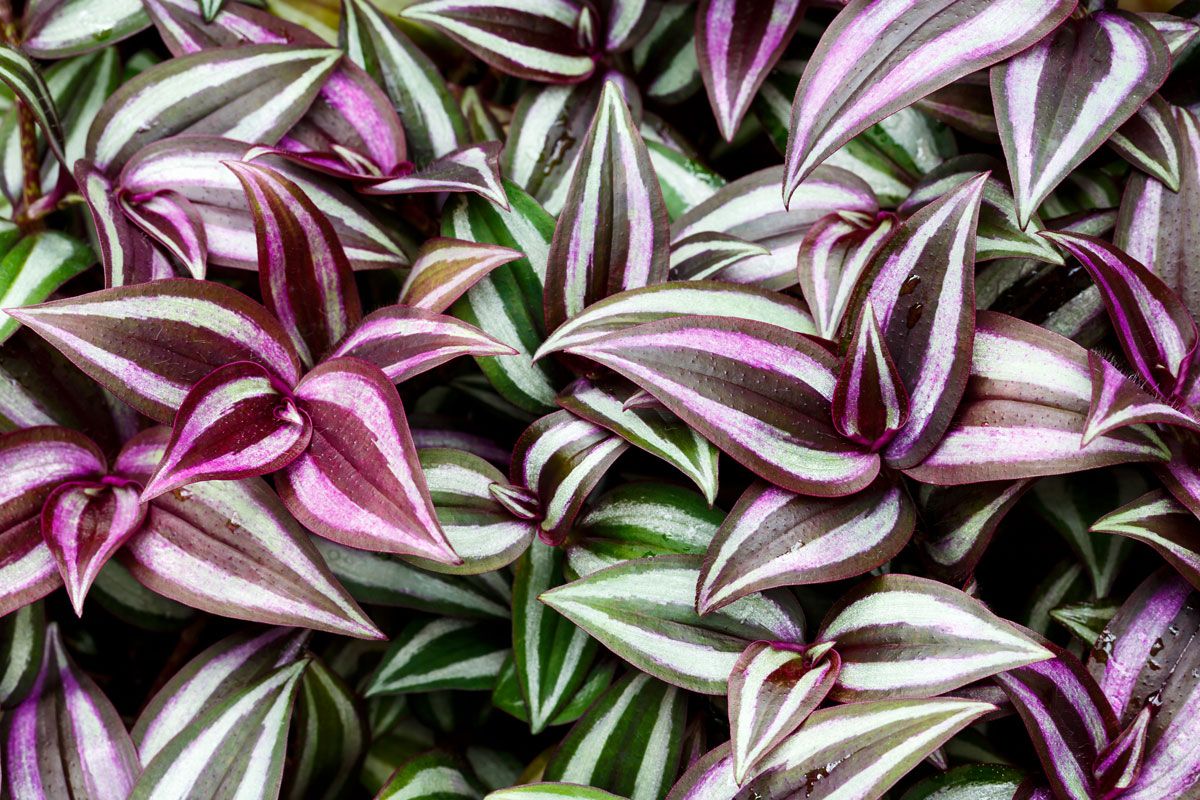 Wandering Jew Plant Care