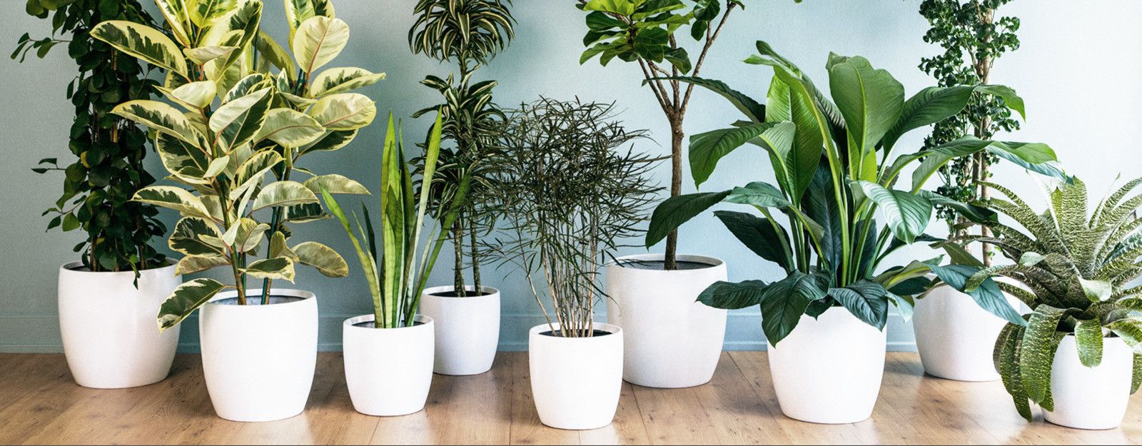 Why Are Plants So Popular Now?