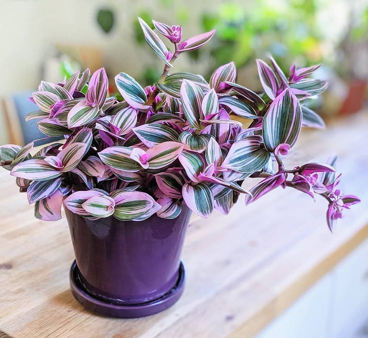 Wandering Jew Plant