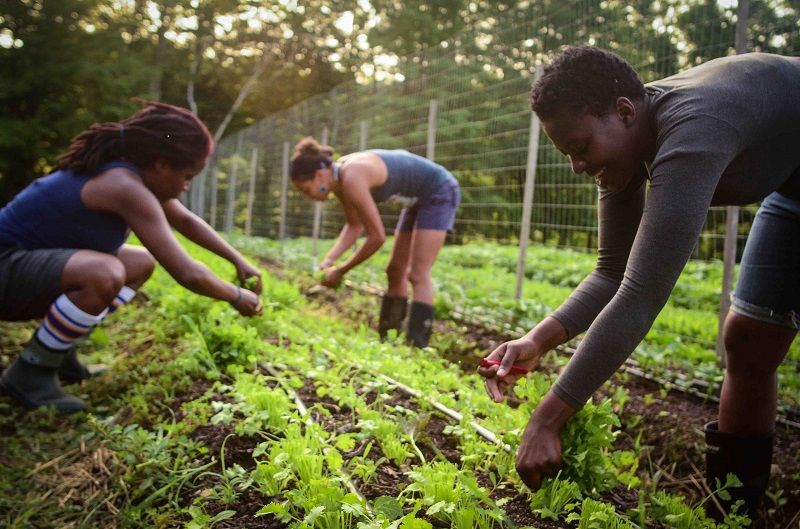 How Does the Baobab Value Chain Benefit Local Economies?