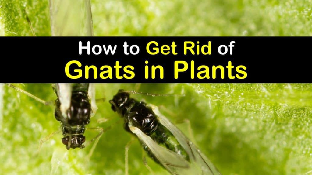 How to Get Rid of Gnats in Plants: Effective Solutions for a Pest-Free Garden