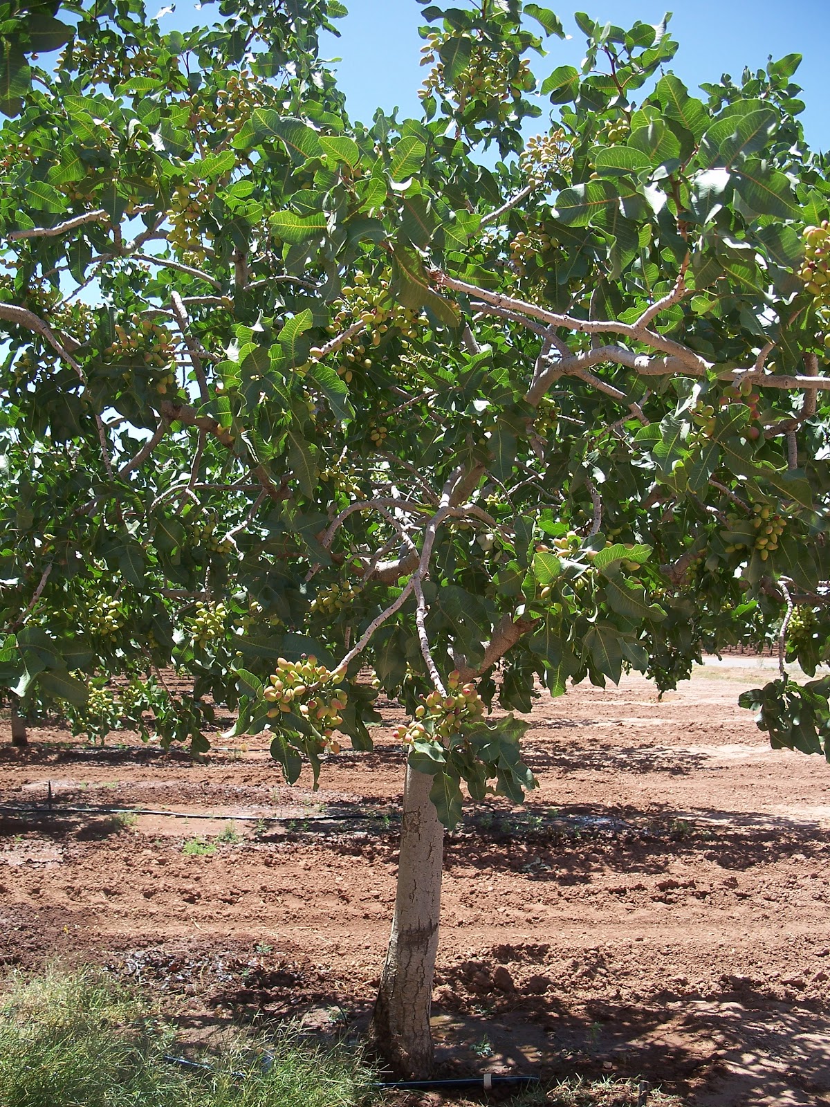 The Pistachio Tree: