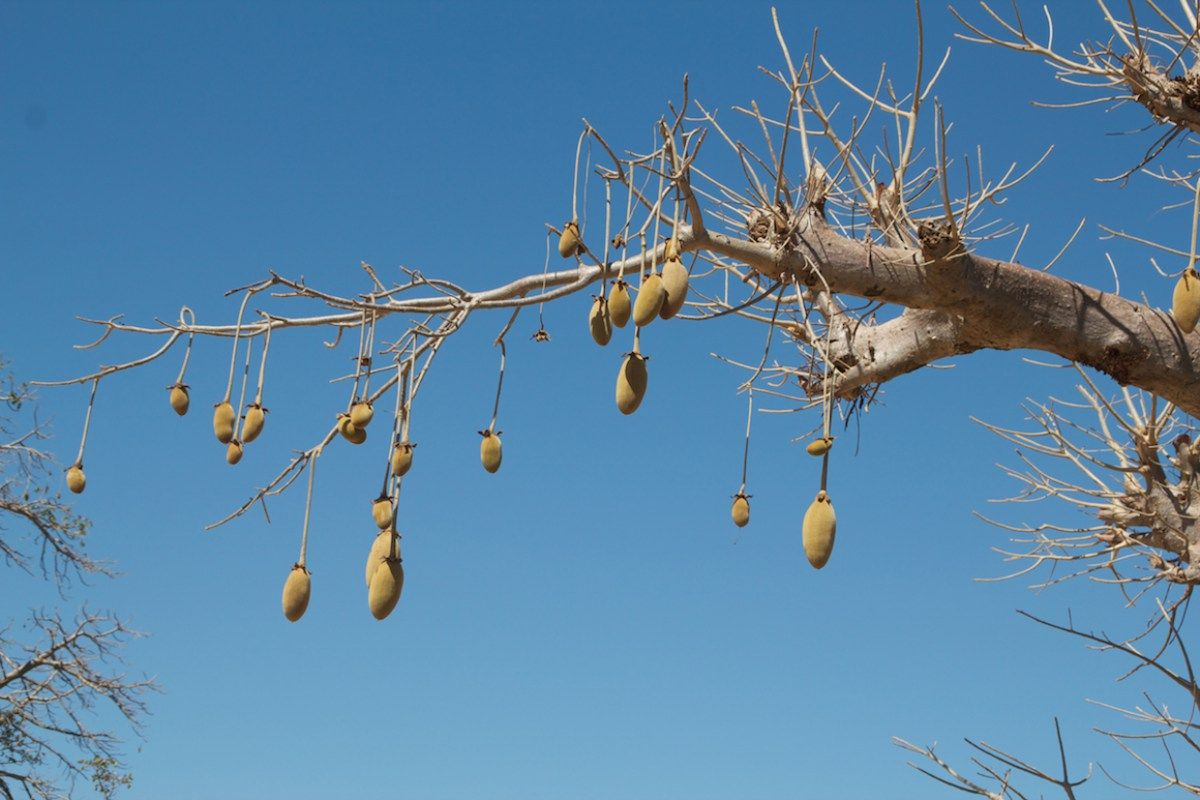 How Can You Harvest Baobab Fruit?