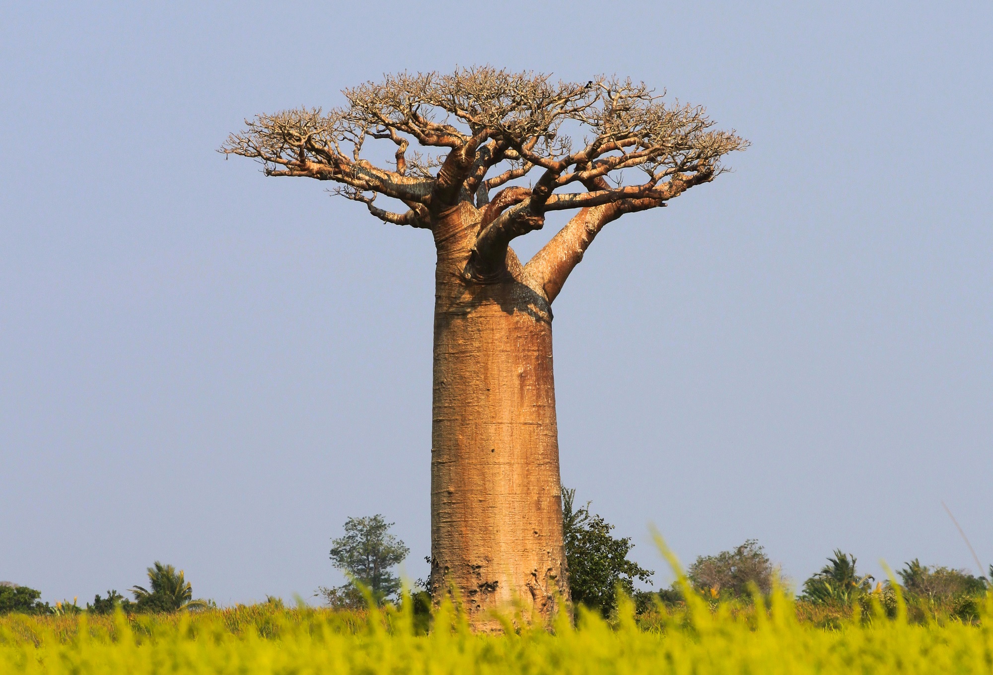 Baobab: The Mighty Tree of Life