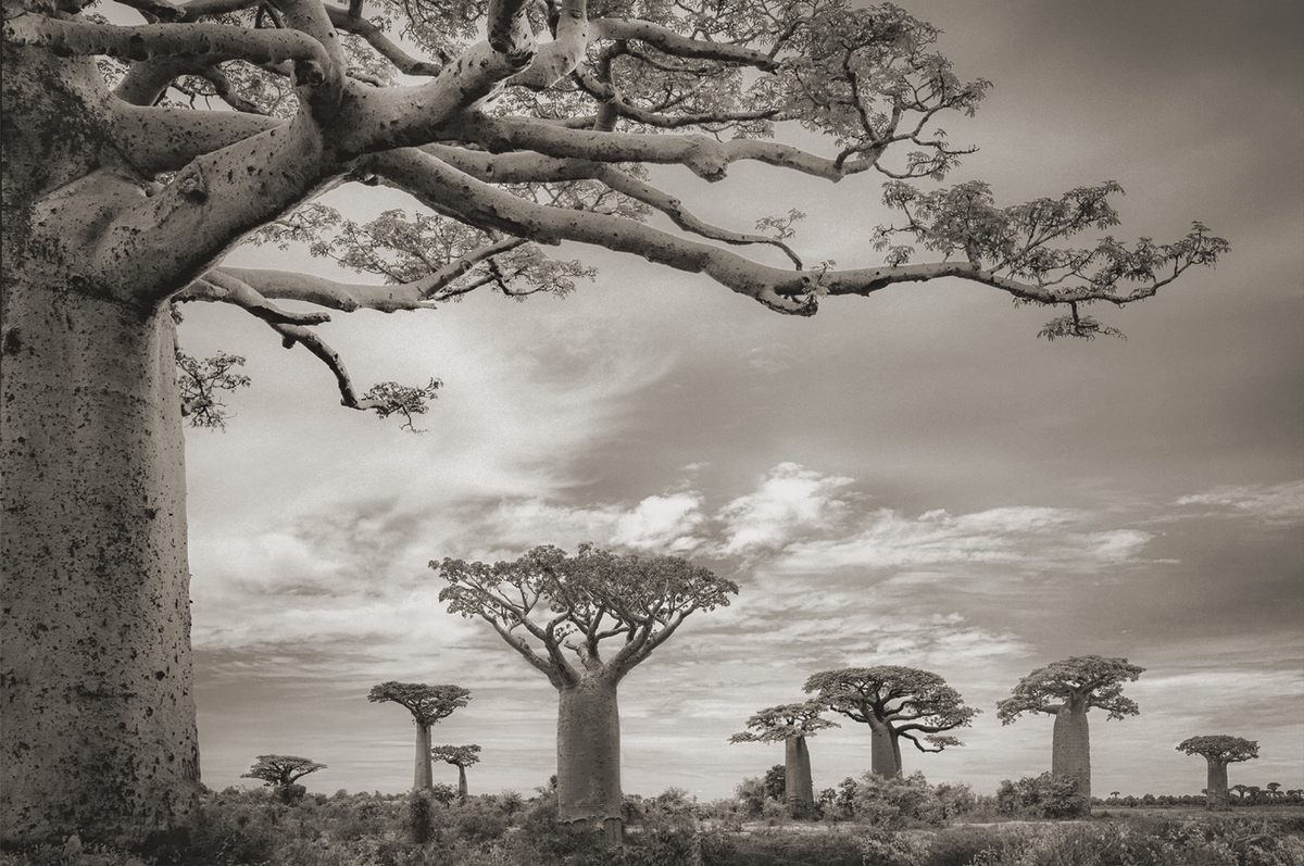 How is the Baobab Value Chain Contributing to Global Trade?