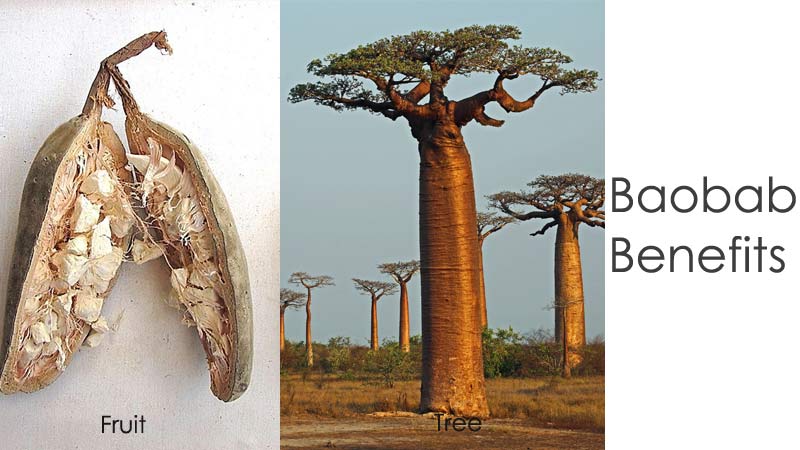 Baobab