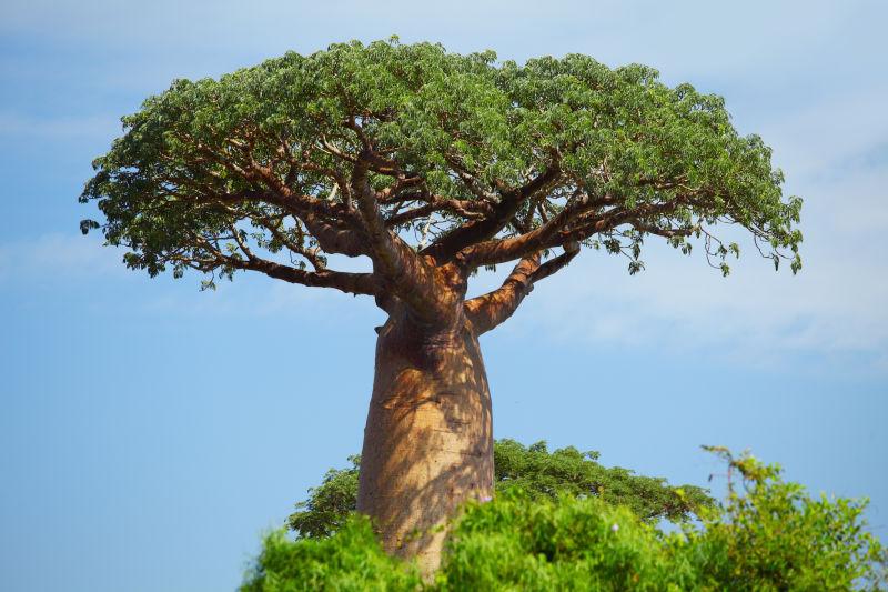 Why Is the Baobab Tree Called the ‘Tree of Life’?