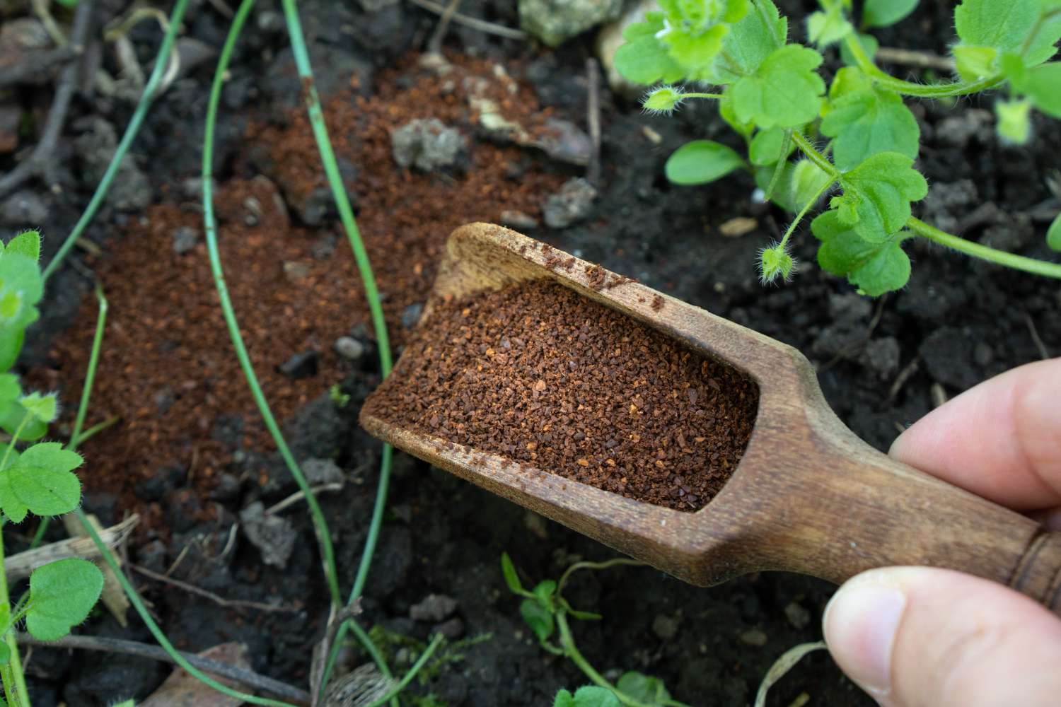 What Plants Like Coffee Grounds?