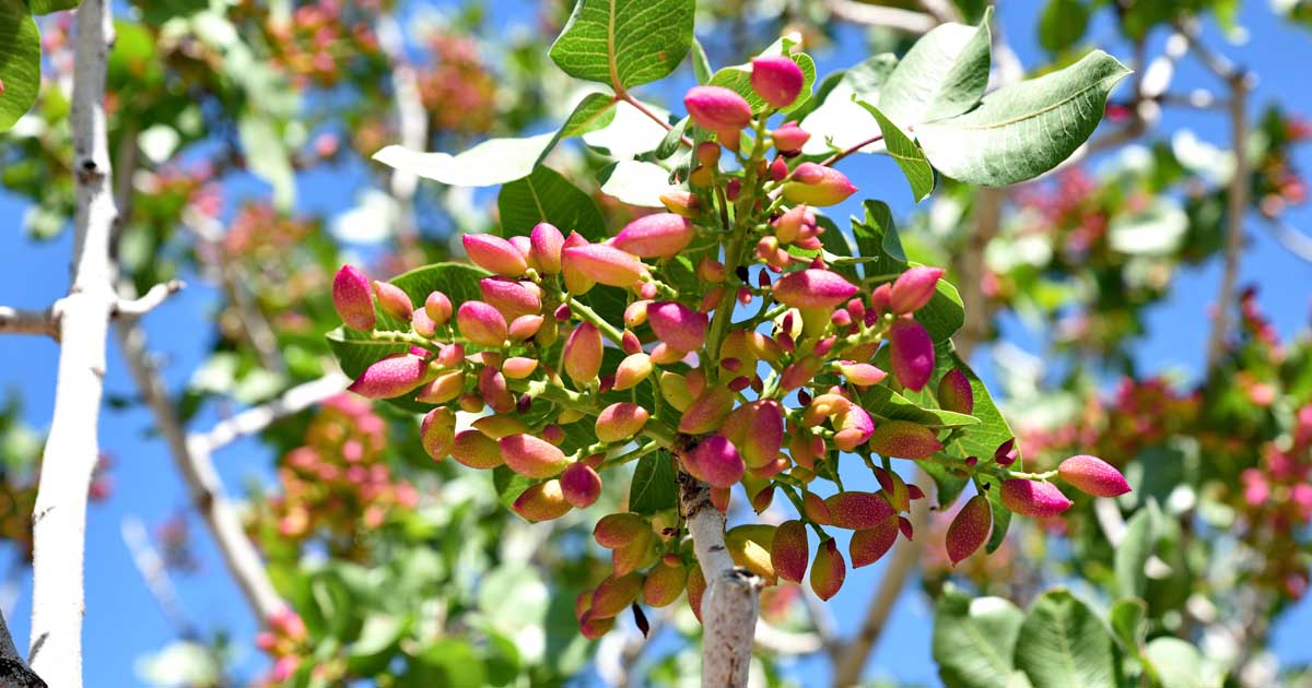 Where Do Pistachio Trees Grow Best