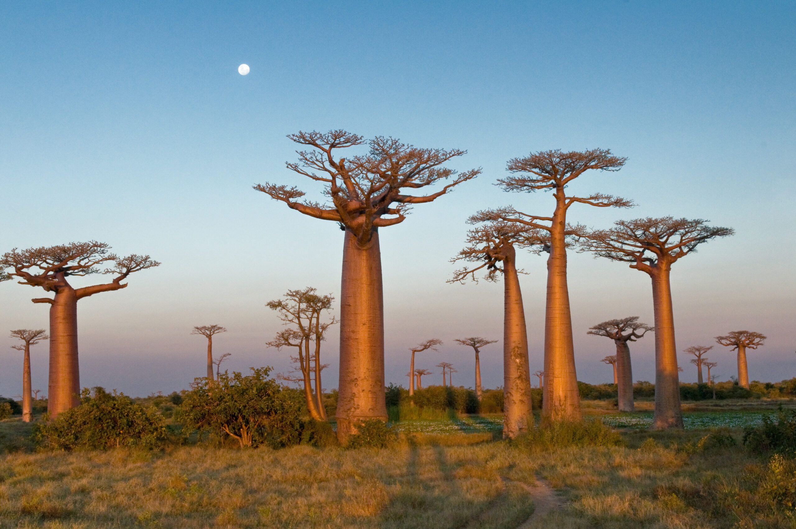 The Economic Impact of the Baobab Value Chain