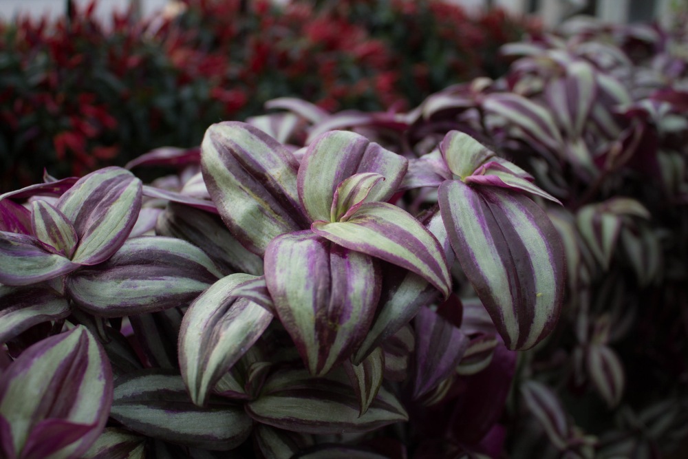 Wandering Jew Plant