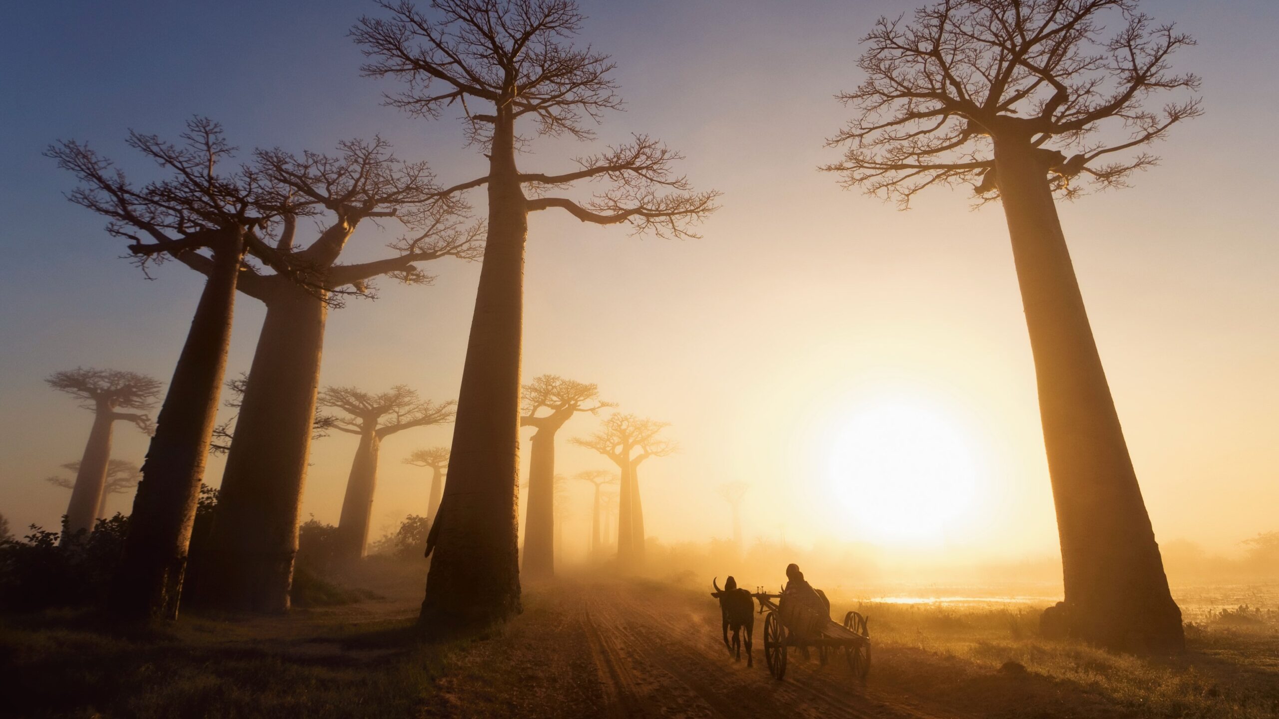 What is the Baobab Value Chain?