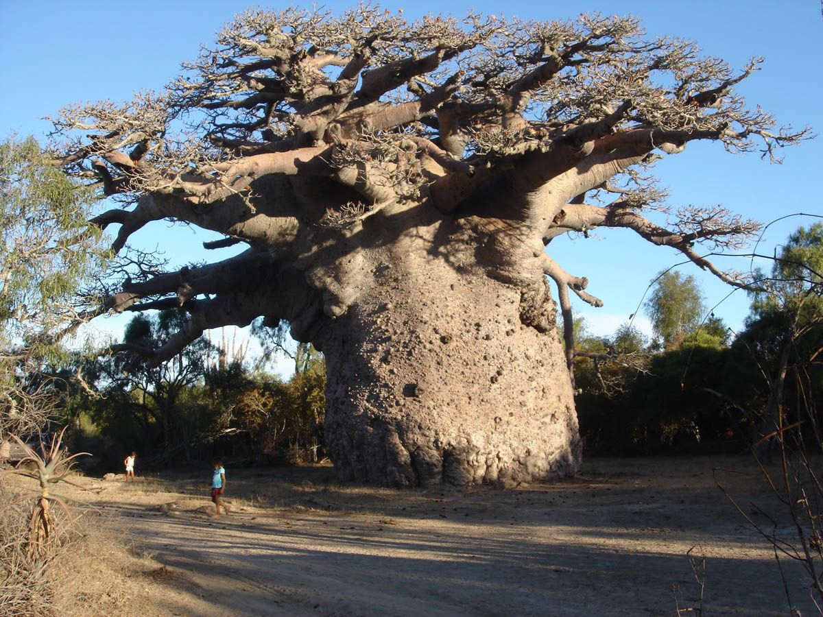 What Is the History of the Baobab Tree's Domestication?