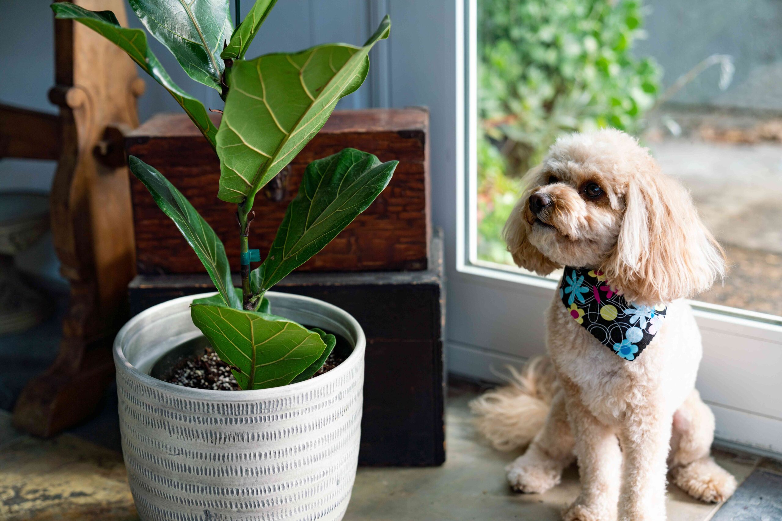 Are Snake Plants Toxic to Dogs?