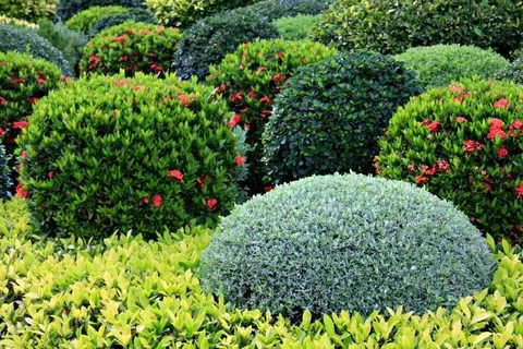 Shrubs Plants: The Unsung Heroes of Your Garden