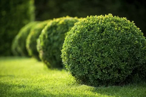 Shrubs Plants