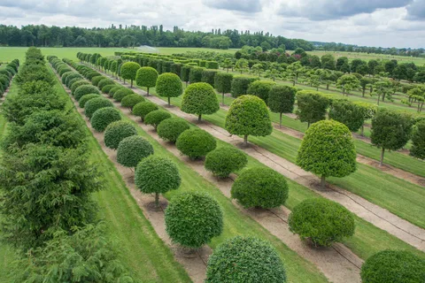 The Best Time to Plant Shrubs in Your Garden?