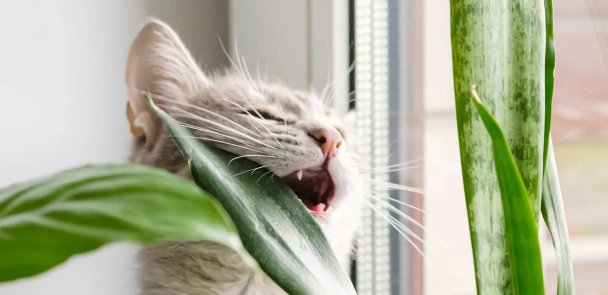 What Plants Are Toxic to Cats? A Guide for Pet Owners