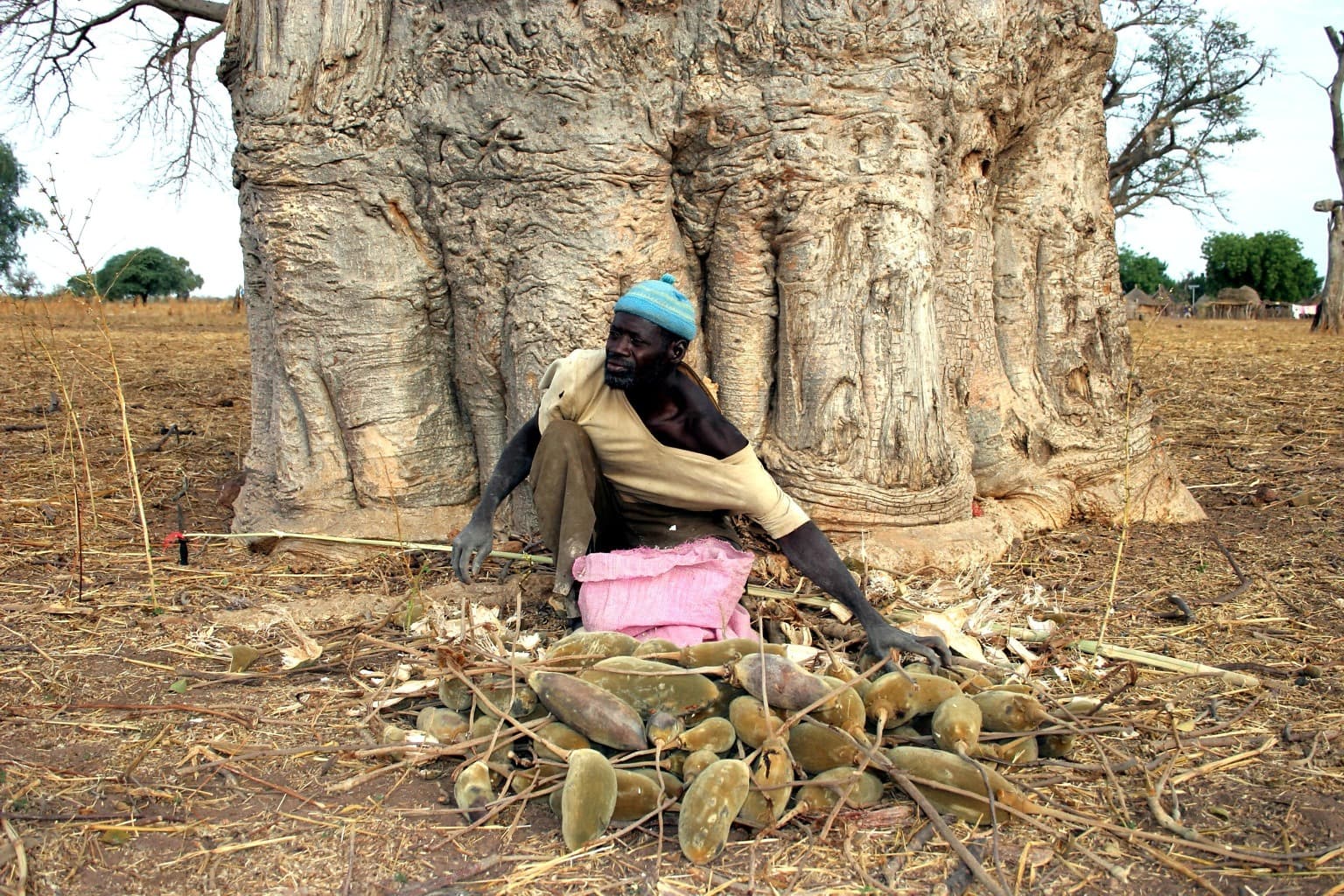 Why is the Baobab Value Chain Important for Sustainable Agriculture?