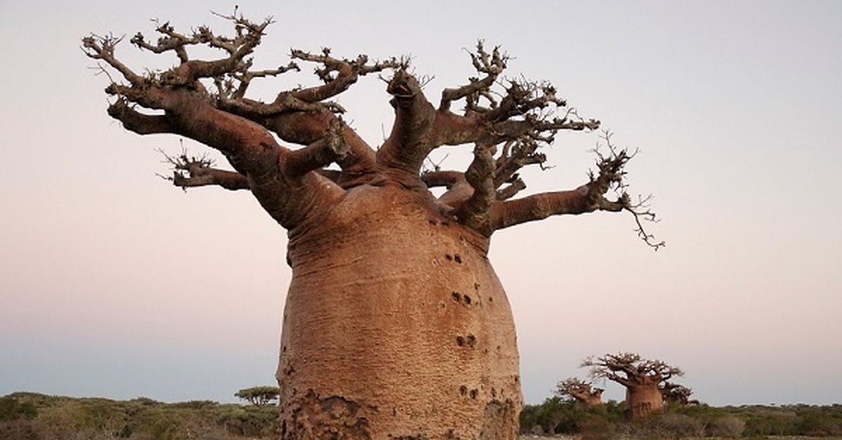 What Is the History of the Baobab Tree’s Domestication?