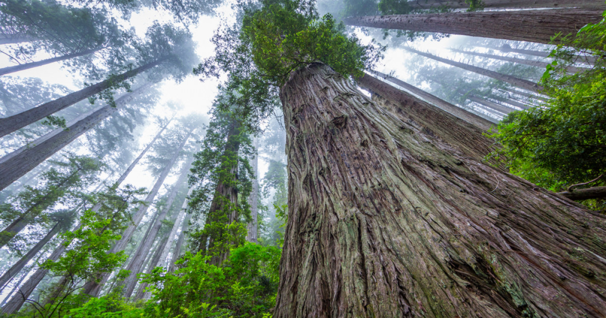 Biggest Tree in the Amazon: The Shihuahuaco and Other Giant Trees