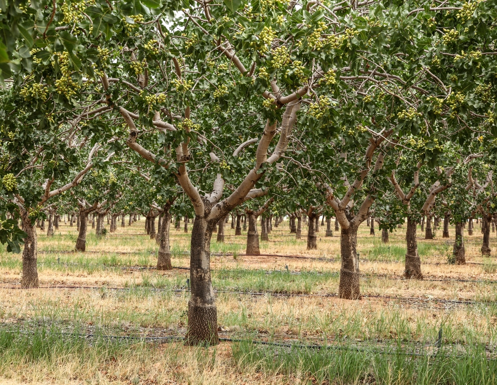 Where Do Pistachio Trees Grow Best