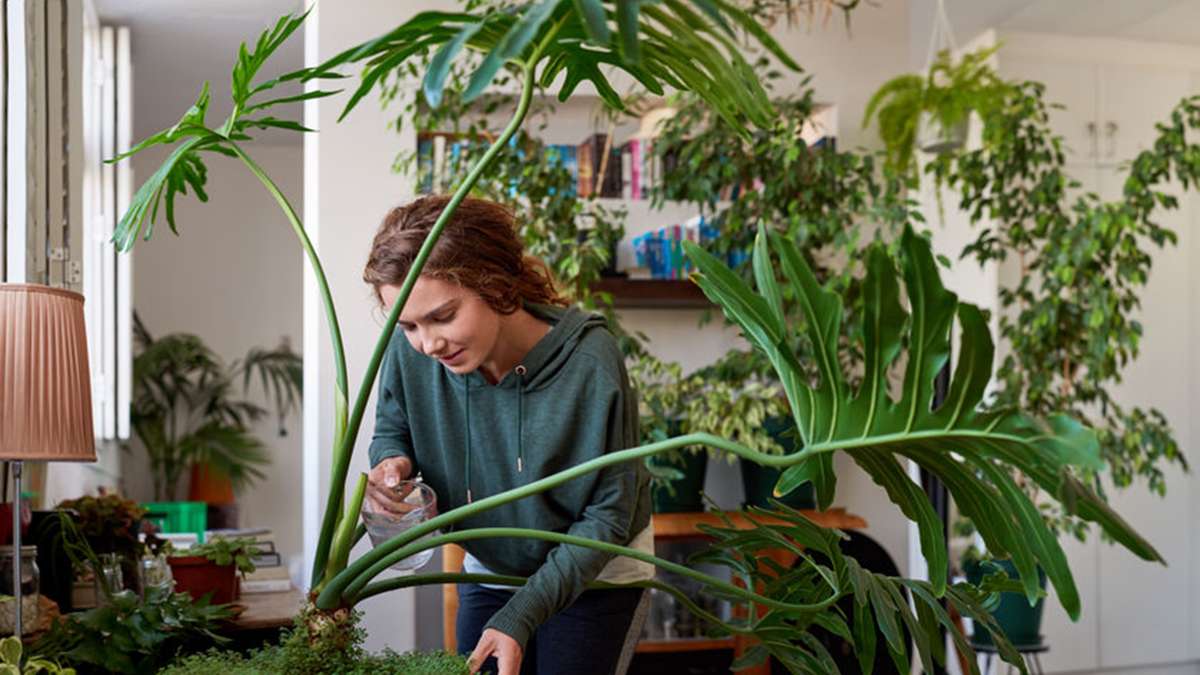 What Are the Benefits of Having More Plants in Your Life?