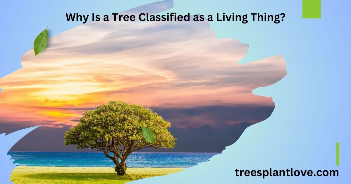 Why Is a Tree Classified as a Living Thing?