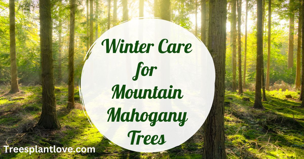 Winter Care for Mountain Mahogany Trees