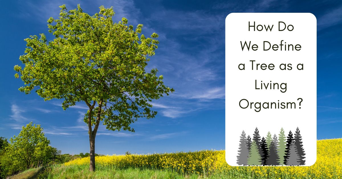 How Do We Define a Tree as a Living Organism? Characteristics of Trees as Living Beings