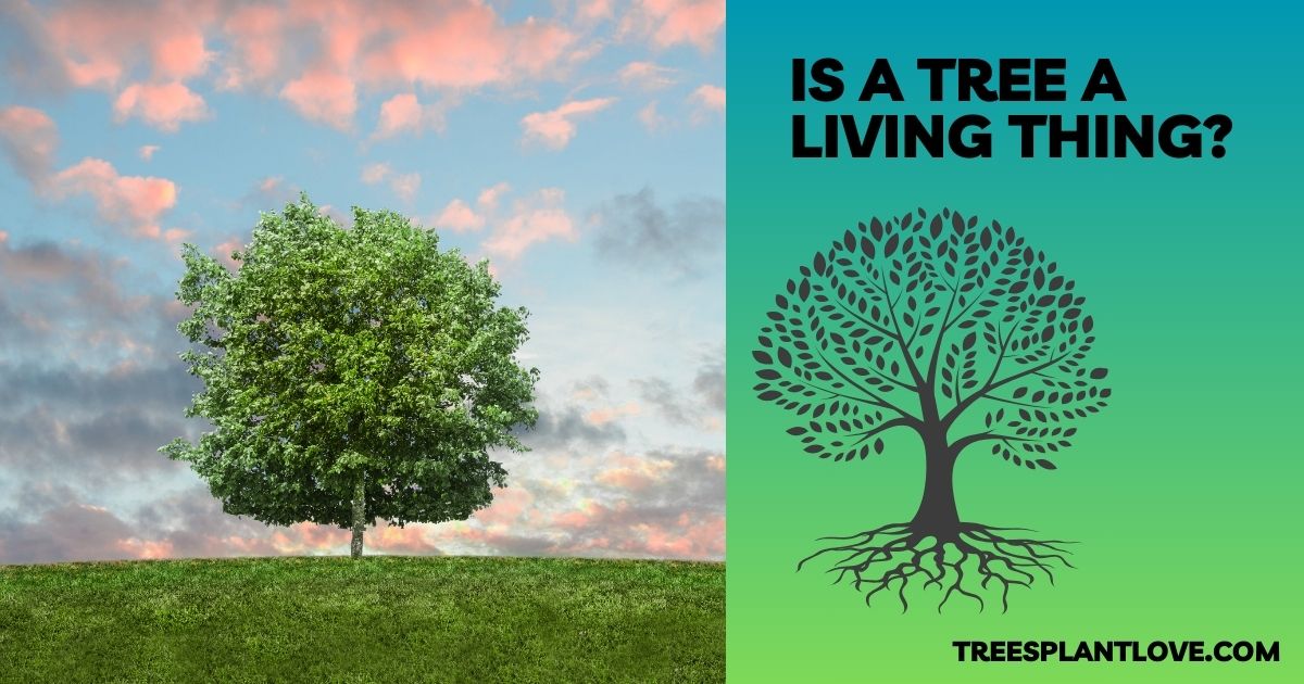 Is a Tree a Living Thing? Exploring the Science Behind Trees as Living Organisms