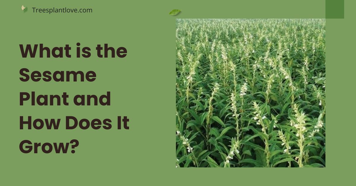 What is the Sesame Plant and How Does It Grow?