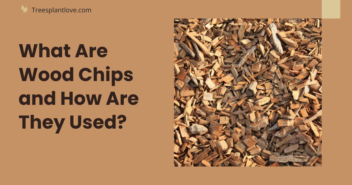 What Are Wood Chips and How Are They Used?