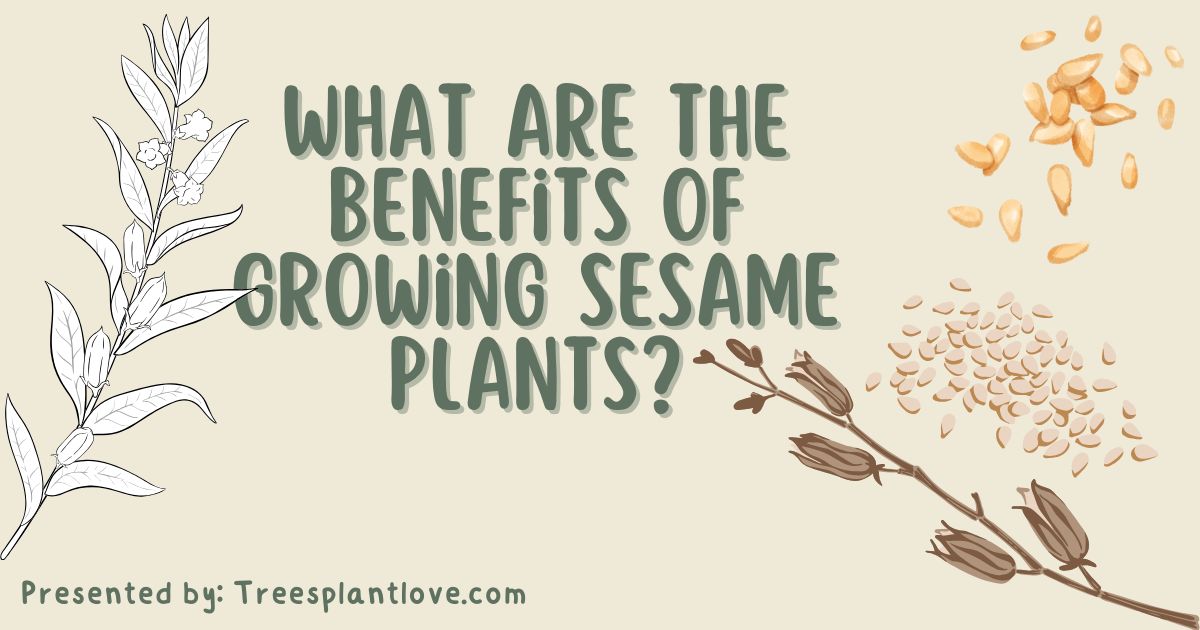 What Are the Benefits of Growing Sesame Plants?