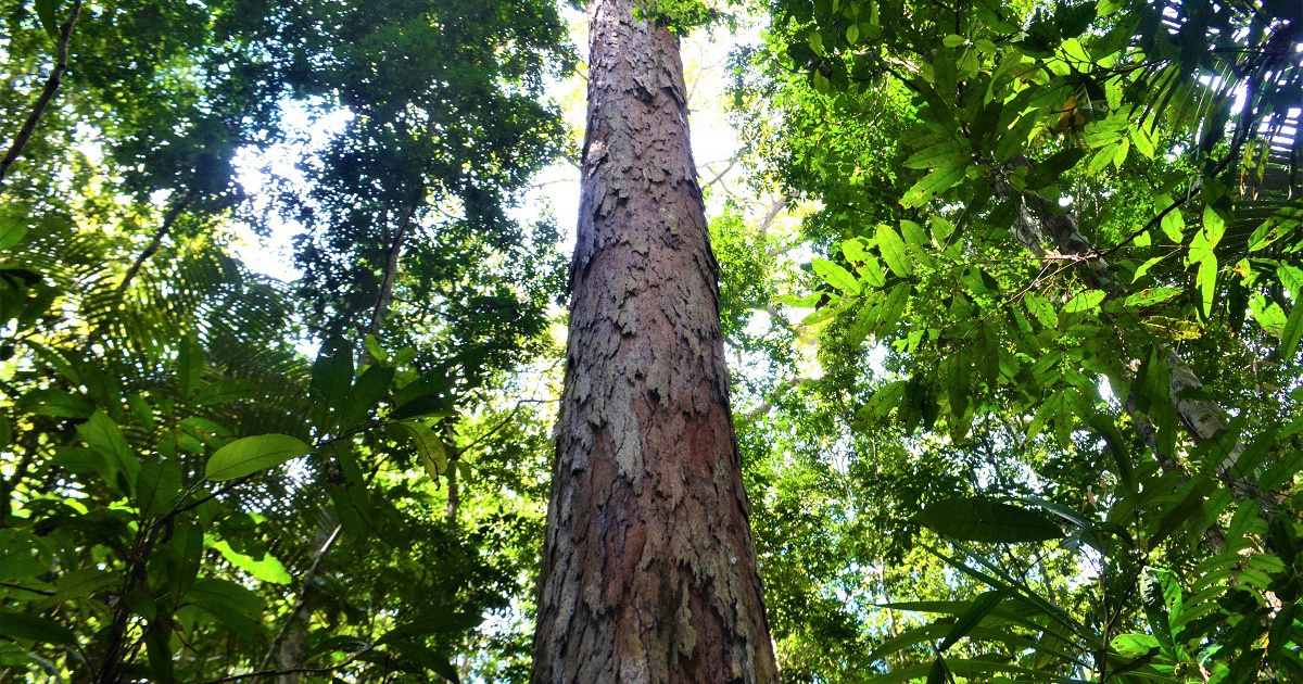 What Makes the Amazon’s Largest Tree Stand Out? | Fascinating Facts & Importance