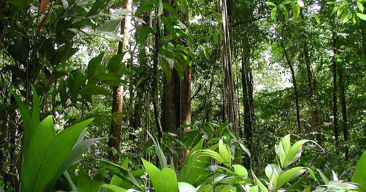 Where Can You Find the Amazon Forest Plants? | Discover the Amazon’s Flora Across South America