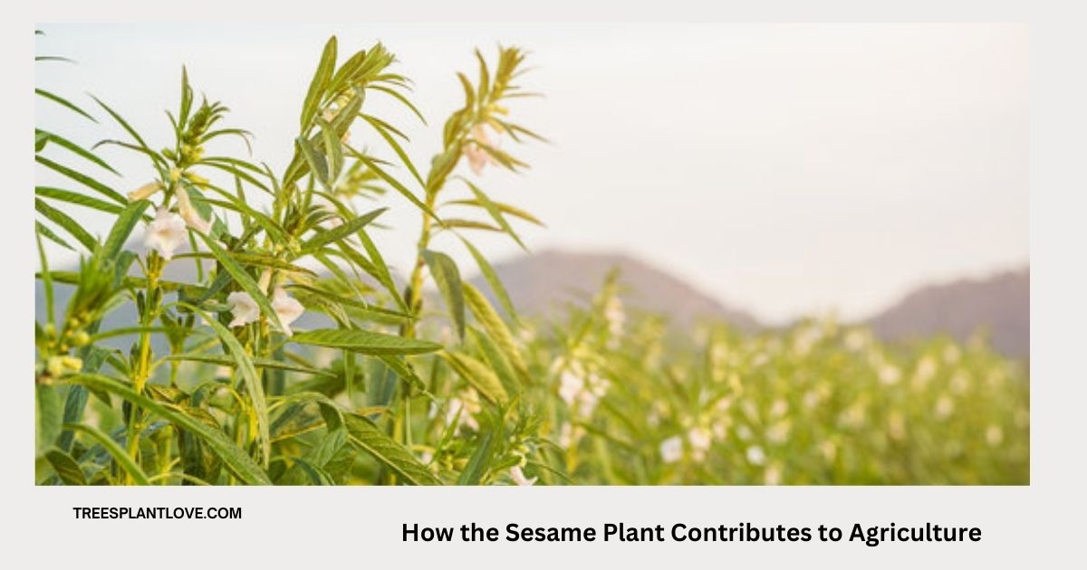 How the Sesame Plant Contributes to Agriculture