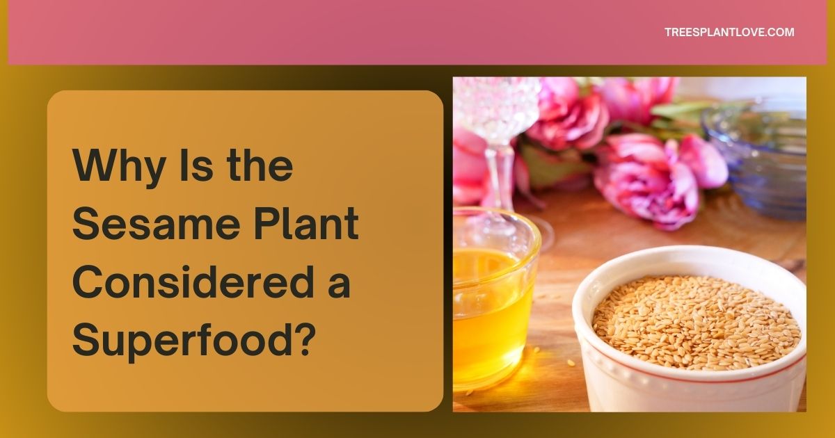 Why Is the Sesame Plant Considered a Superfood?