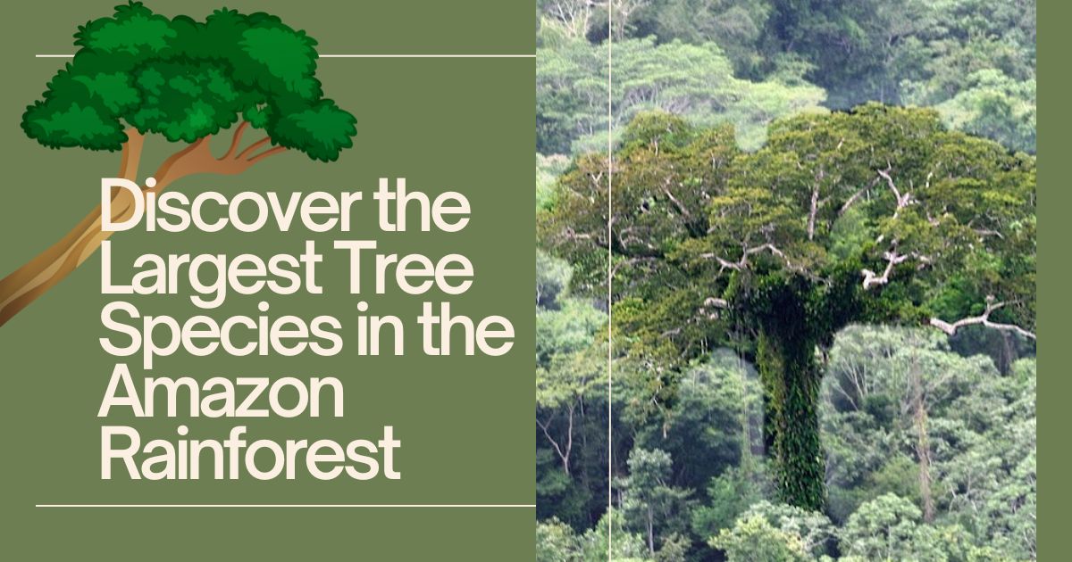 Discover the Largest Tree Species in the Amazon Rainforest | Shihuahuaco Tree Facts