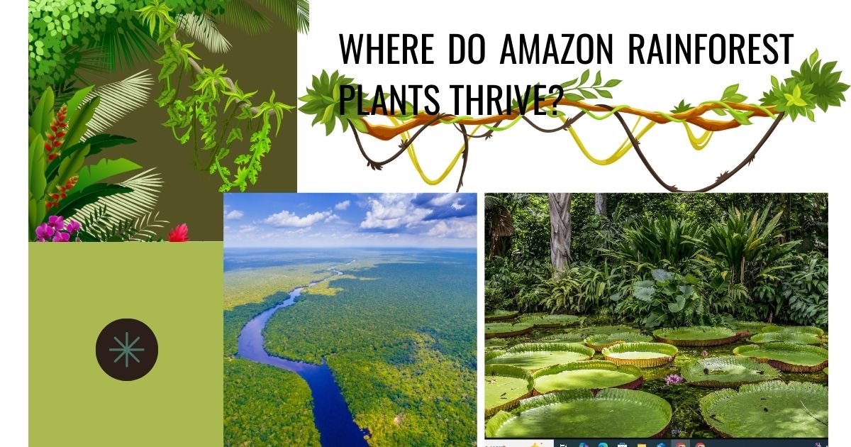 Where Do Amazon Rainforest Plants Thrive? Discover Their Ideal Habitat