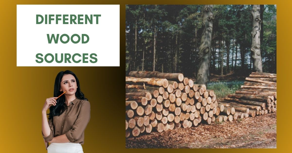 What Are the Different Sources of Wood? | Comprehensive Guide to Wood Origins