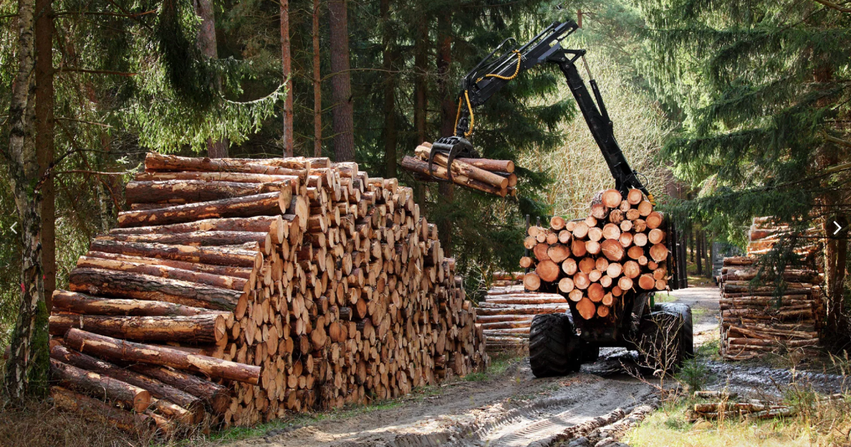 What Are the Sources of Wood? | Comprehensive Guide to Timber Origins